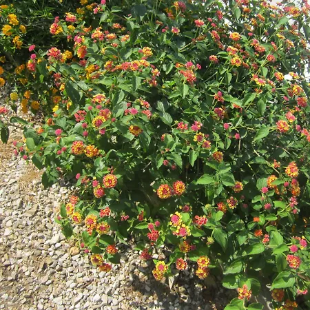 In Mit Schoenem Garten Daire *
